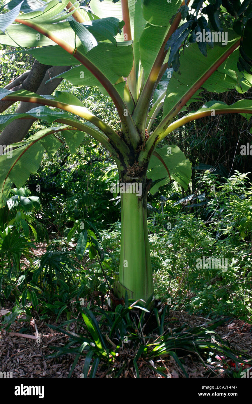 Giardini botanici. Sydney, Nuovo Galles del Sud Australia. Foto Stock