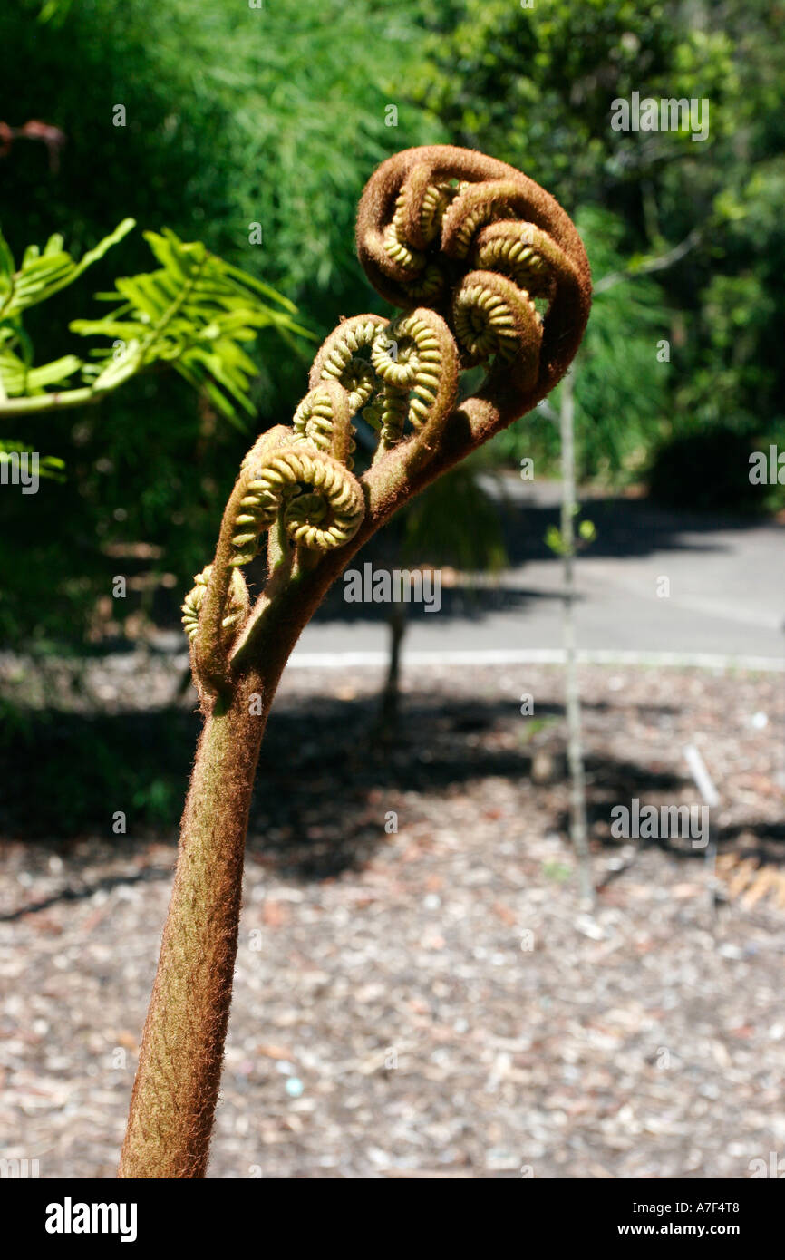 Una felce di grandi dimensioni presso i giardini botanici. Sydney, Nuovo Galles del Sud Australia. Foto Stock
