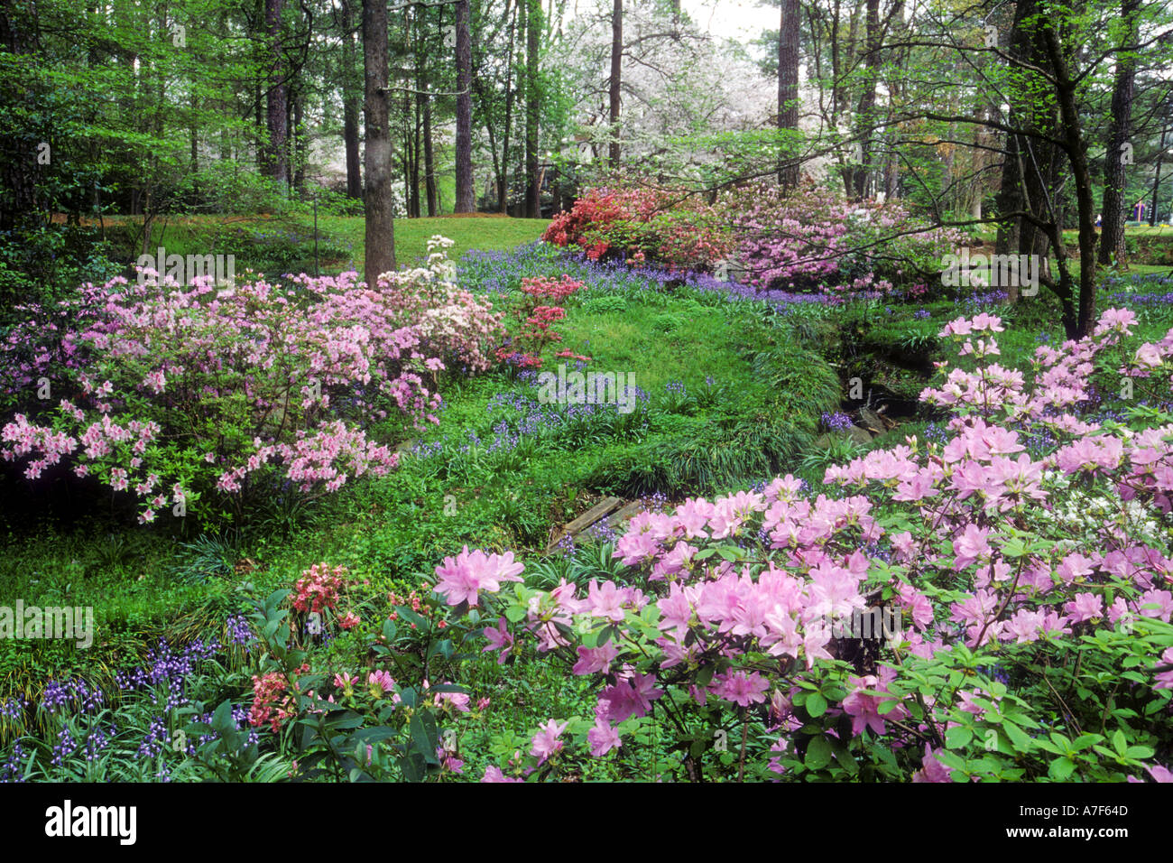 Fioritura di primavera fiori sul suolo della foresta in Macon, Georgia USA Foto Stock