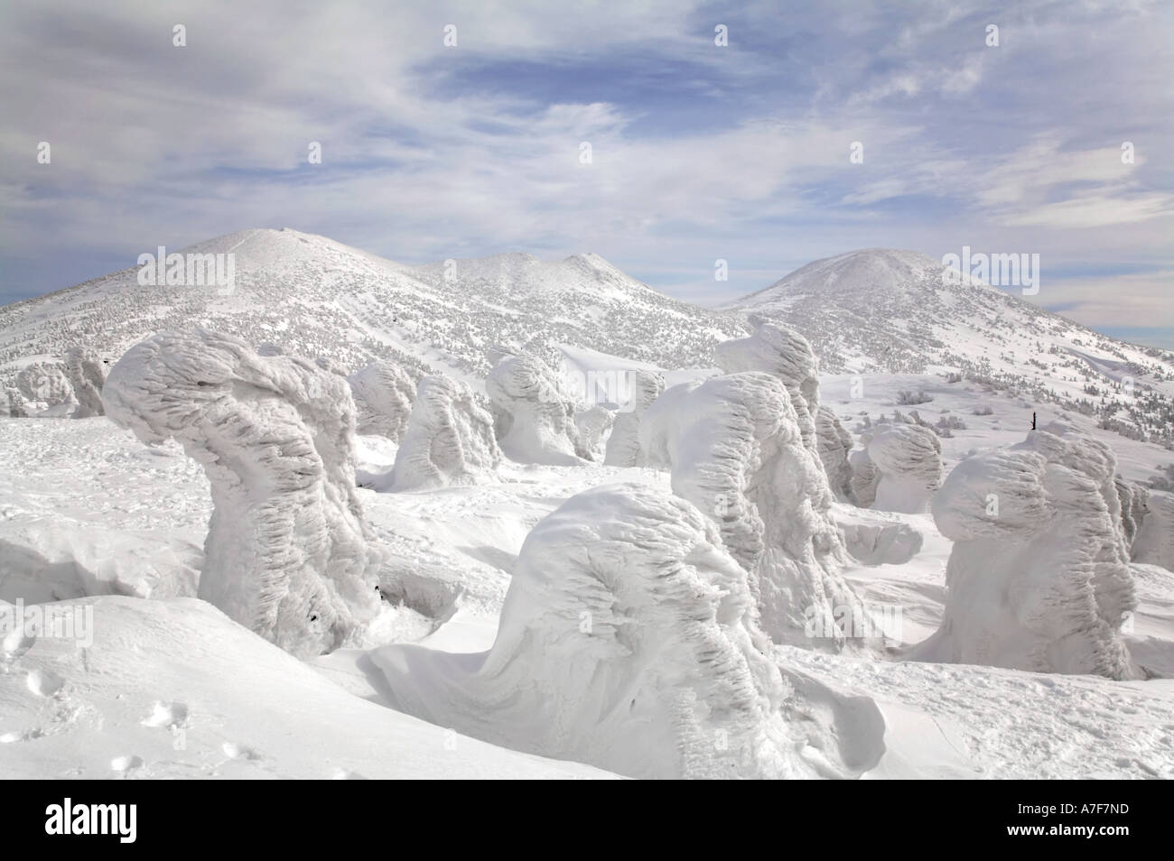 Snow mostri - alberi con neve congelate su di loro in inverno il Monte Hakkoda Giappone Foto Stock