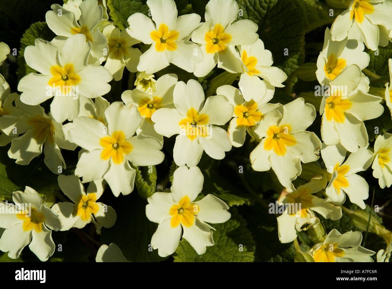 Dh Primula Vulgaris PRIMROSE UK Close up di teste di petalo mazzetto di fiori Foto Stock