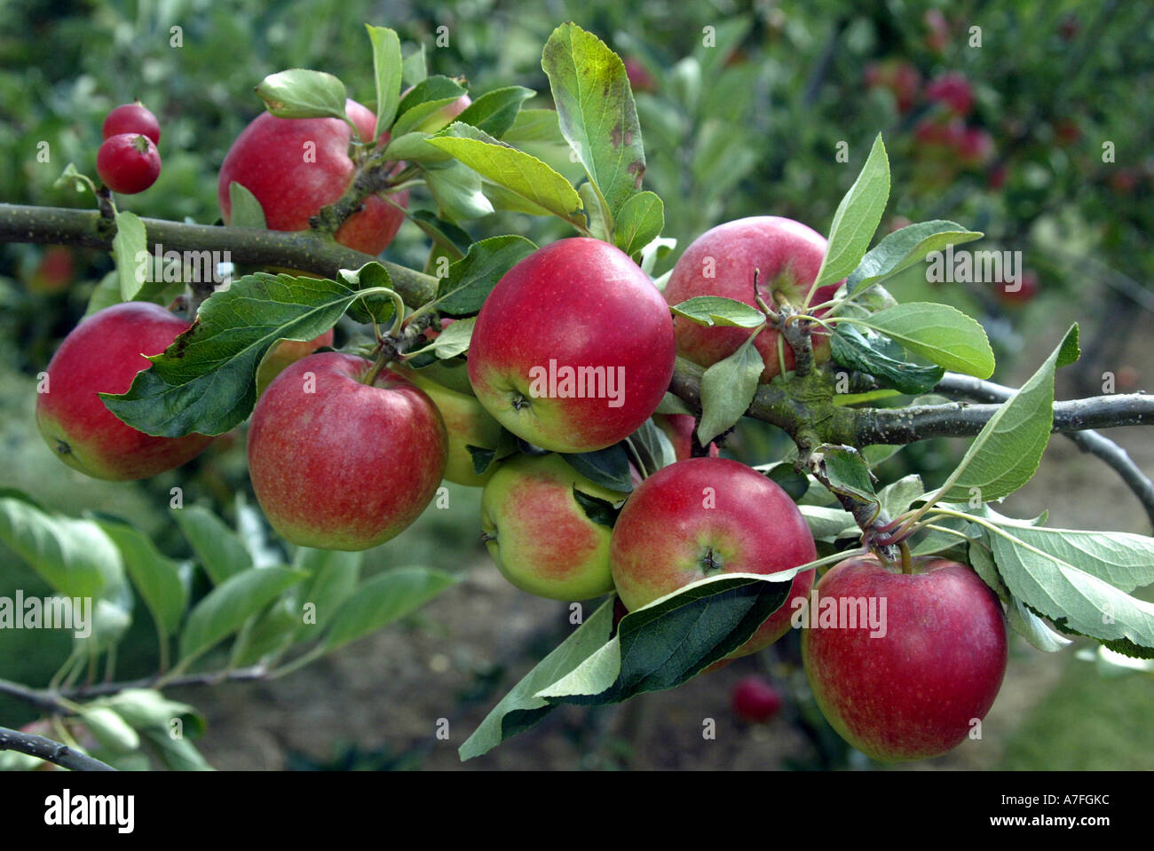 Mele crescere in un frutteto a Hereford, 2003. Foto Stock