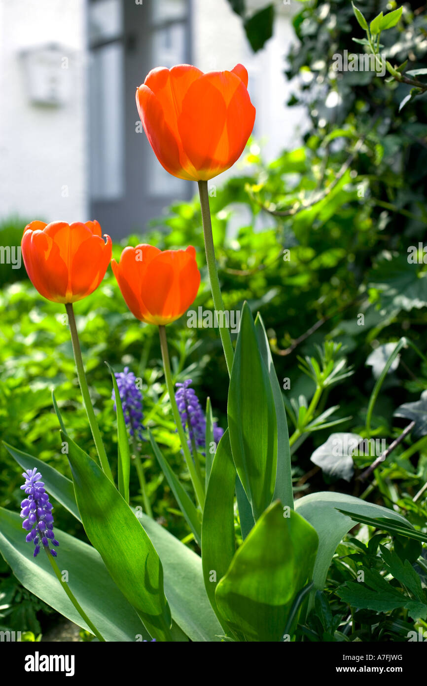 Tulipani e 3 rossi tulipani nel giardino 1 Foto Stock