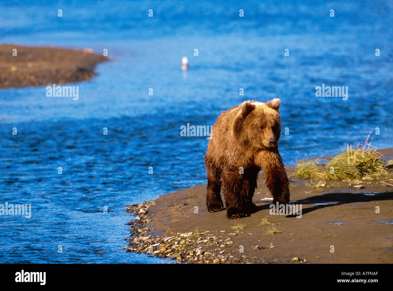 Orso bruno Ursus arctos, Alaska Peninsula, Alaska, STATI UNITI D'AMERICA, Katmai National Park Foto Stock