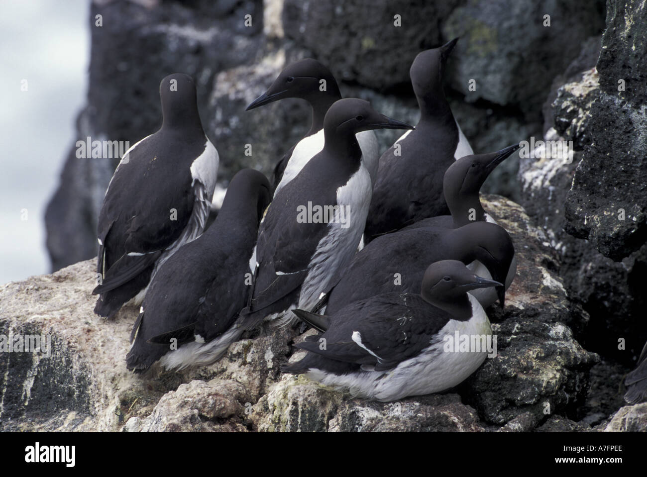 Alaska, Isola di San Paolo, la Pribilofs, comune murres nidificano sulle scogliere di uccello Foto Stock