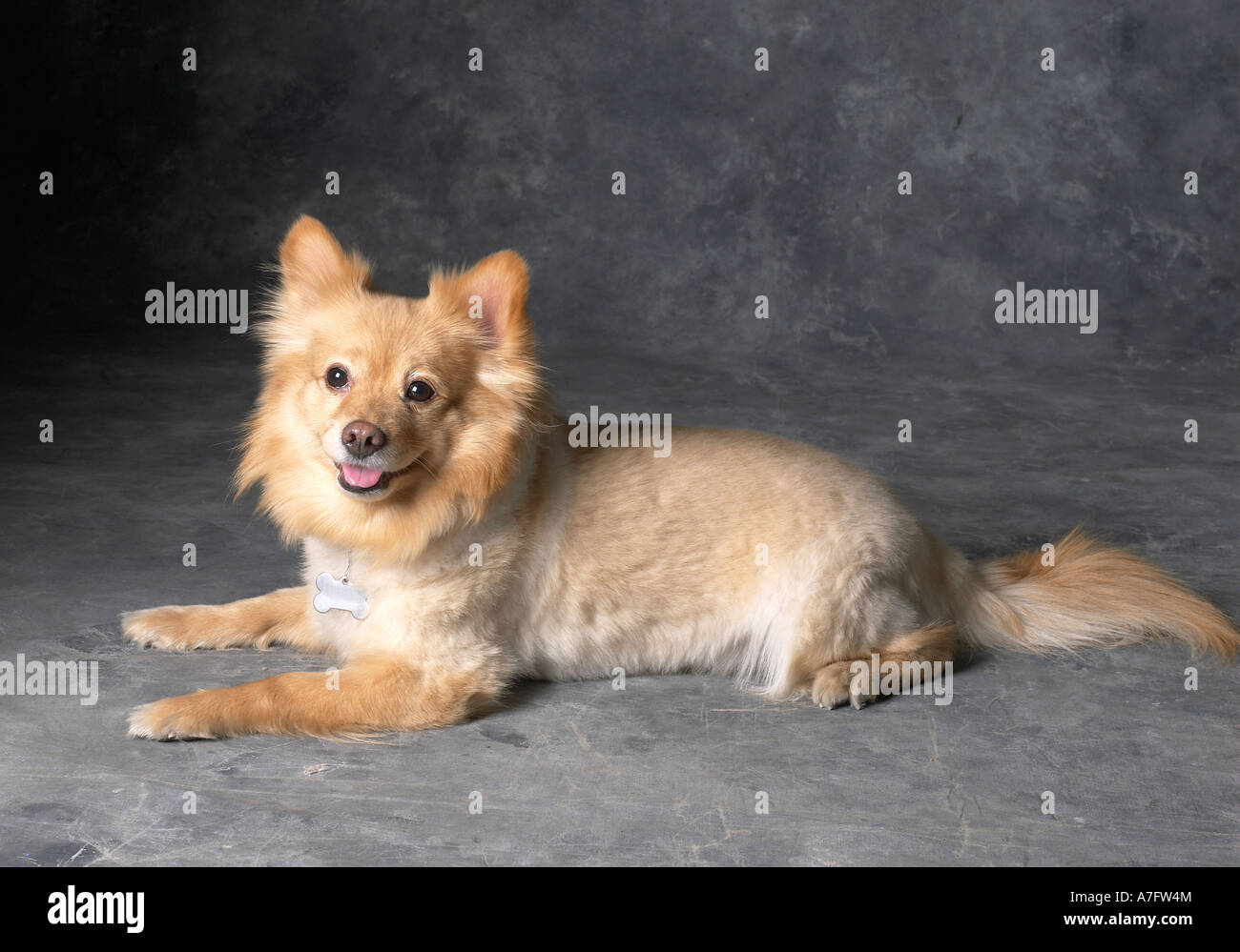 Pomerania orizzontale del cane Foto Stock