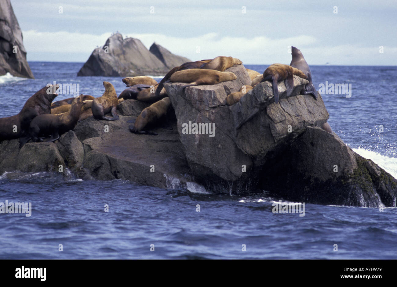 Nord America, STATI UNITI D'AMERICA, Alaska Kenai Fjords NP. Stellar leoni di mare tirate fuori sulle rocce Foto Stock