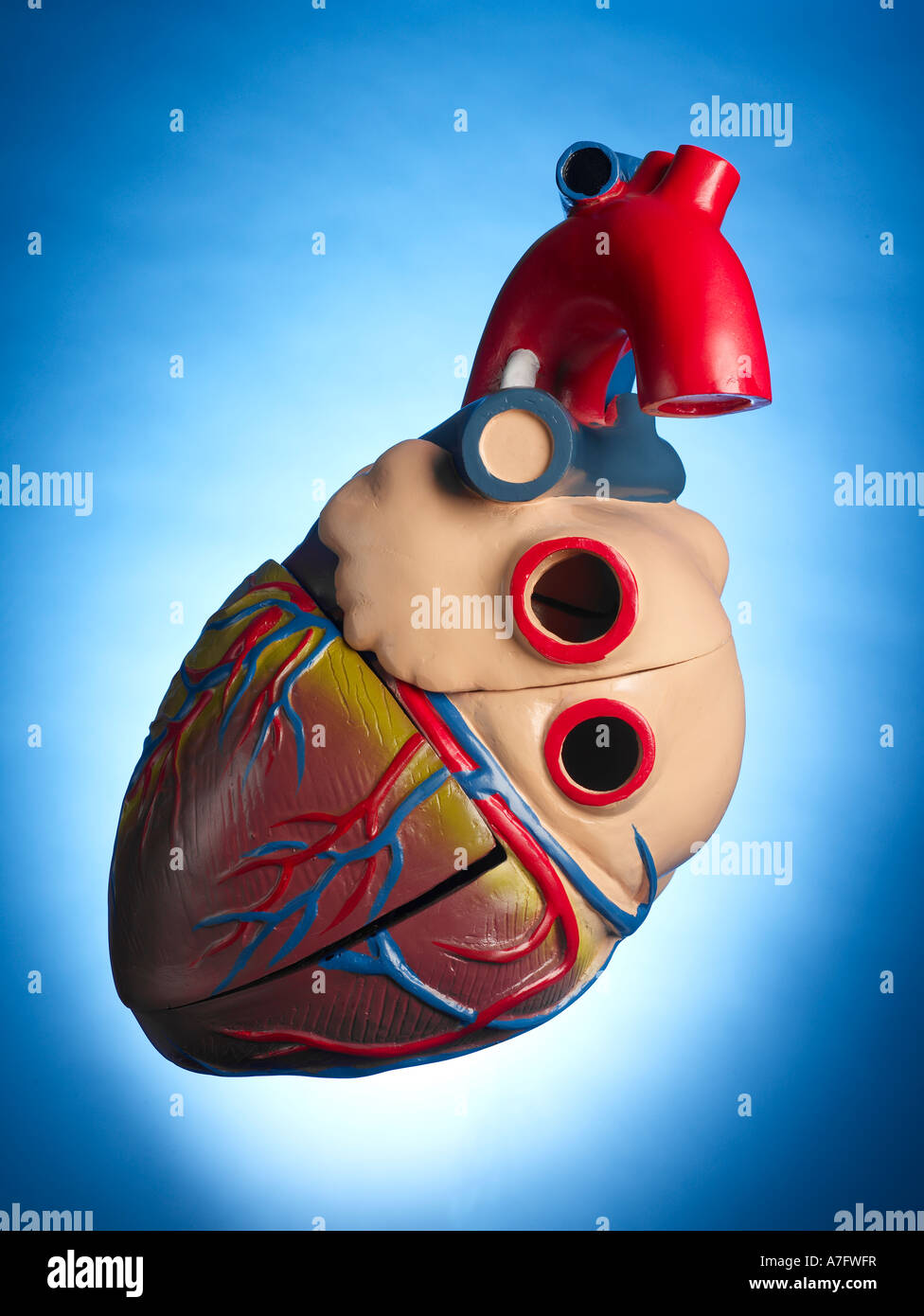 Cuore umano verticale modello Foto Stock