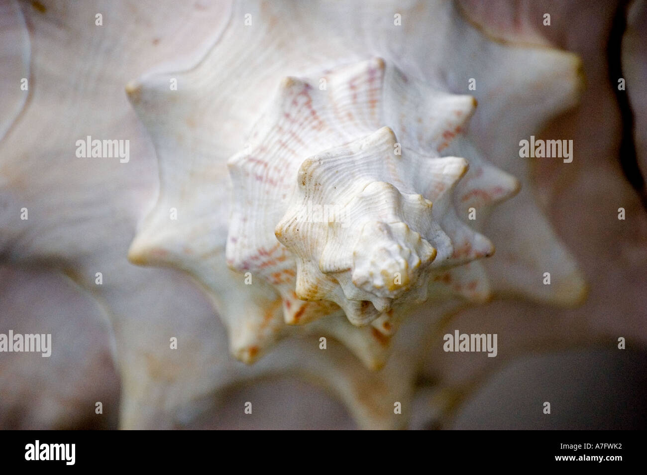 Coperture del mare Foto Stock