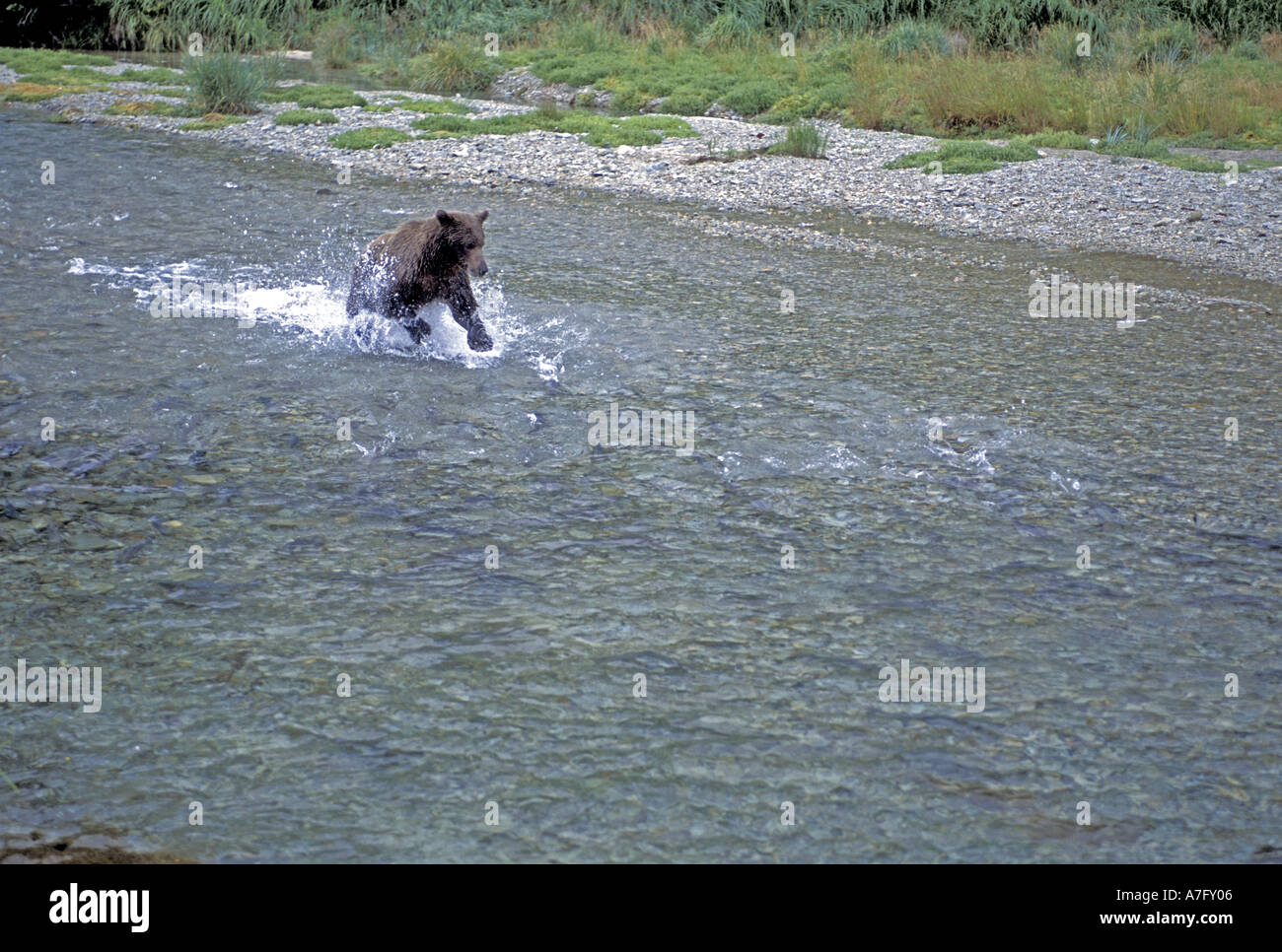 Alaskan l'orso bruno (Ursus middendorffi) di sud-est , AK Foto Stock