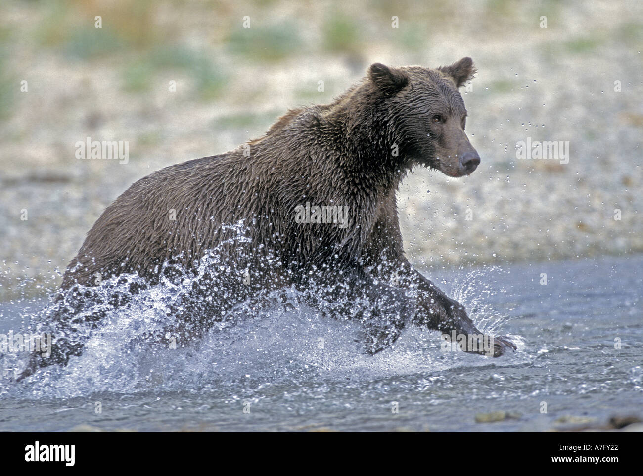 Alaskan l'orso bruno (Ursus middendorffi) di sud-est , AK Foto Stock