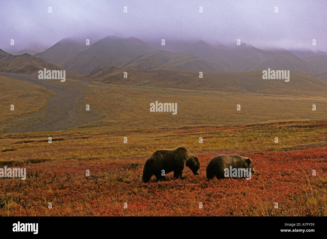 Gli orsi grizzly (Ursus horribilis) Denali National Park , AK Foto Stock