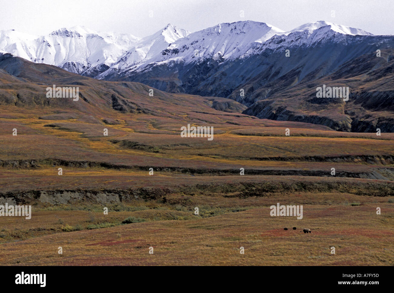 Gli orsi grizzly (Ursus horribilis) Denali National Park , AK Foto Stock