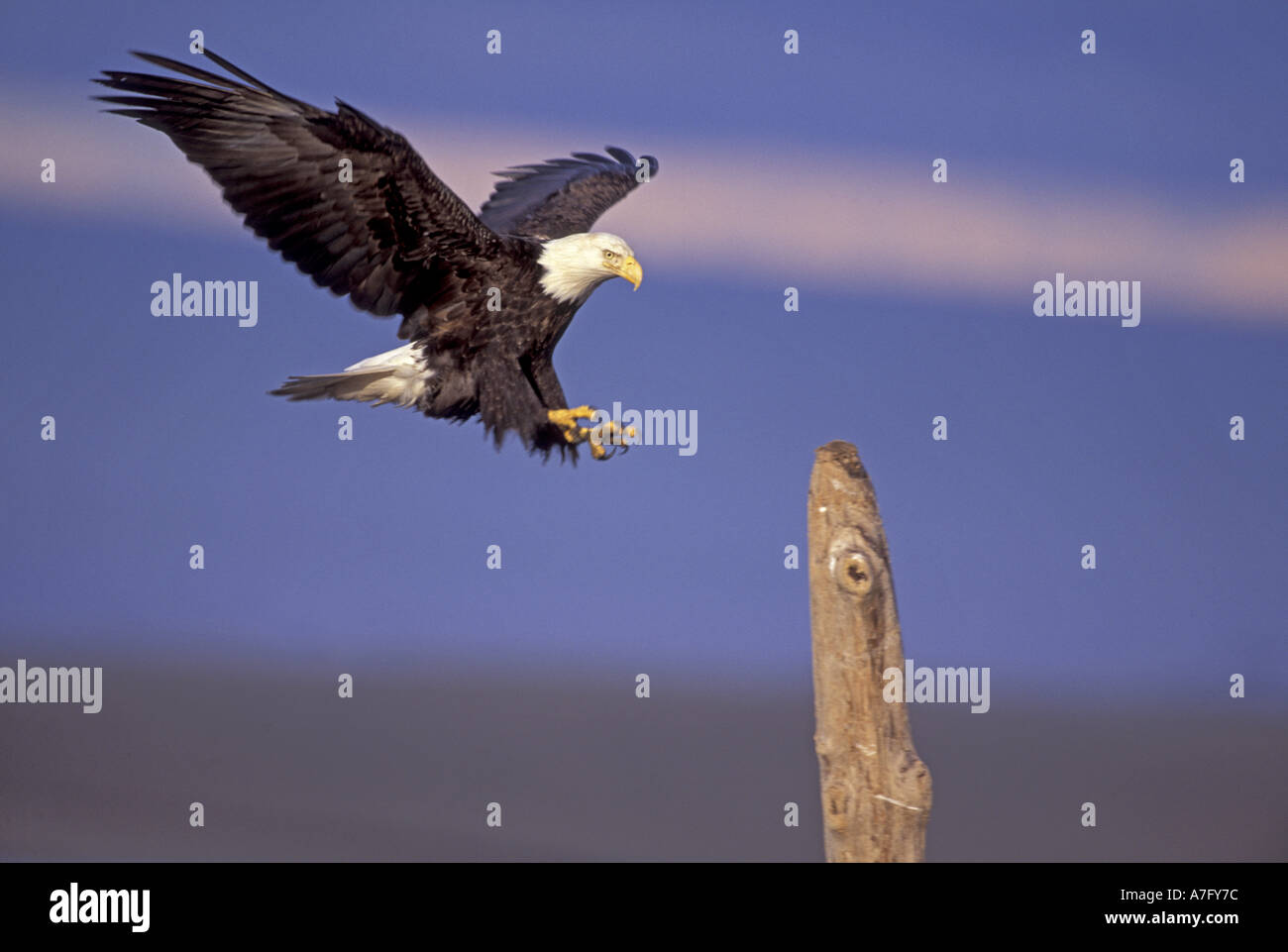 Aquile calve (Haliaeetus leucocephalus) di sud-est , AK Foto Stock