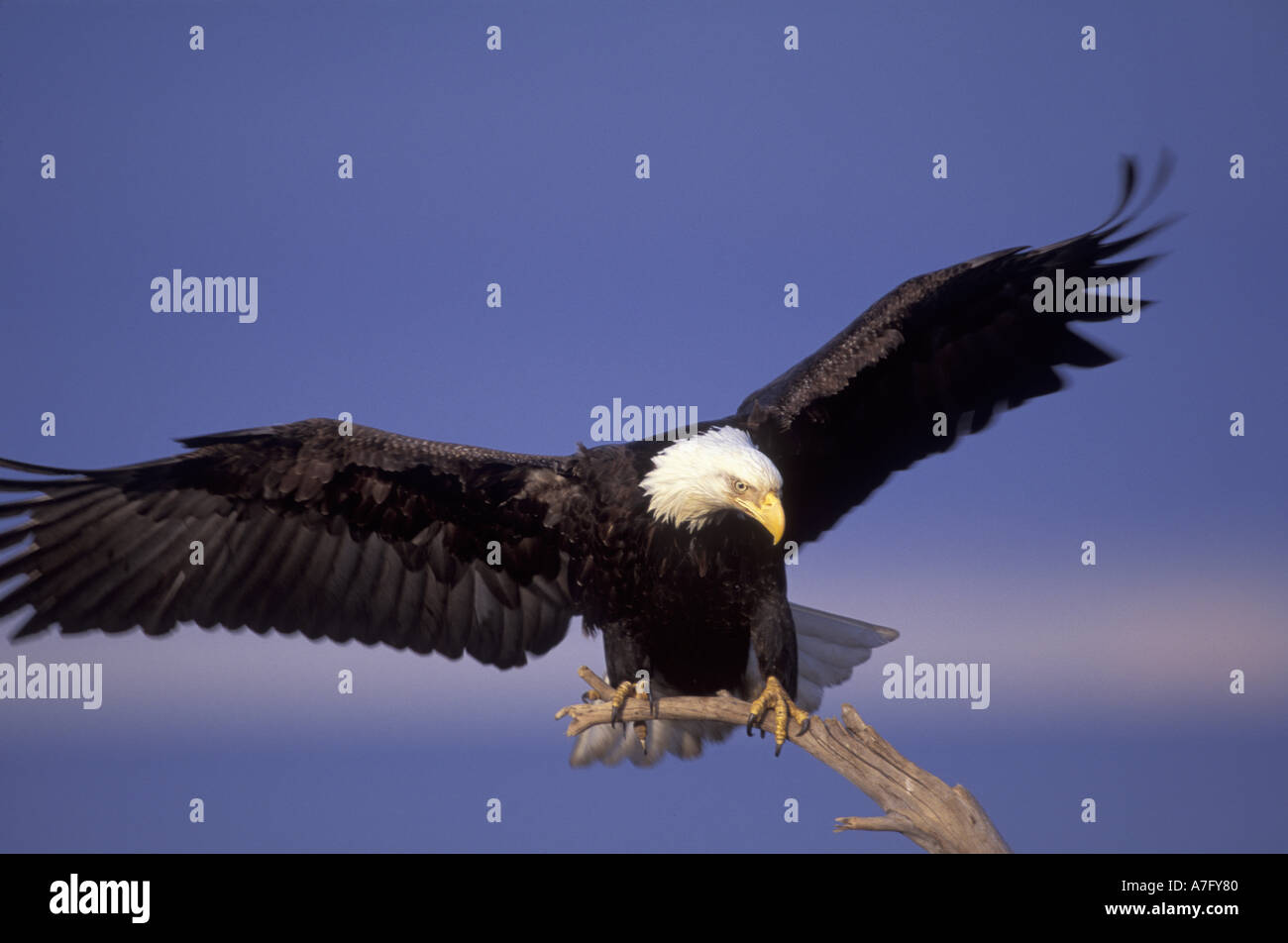 Aquile calve (Haliaeetus leucocephalus) di sud-est , AK Foto Stock