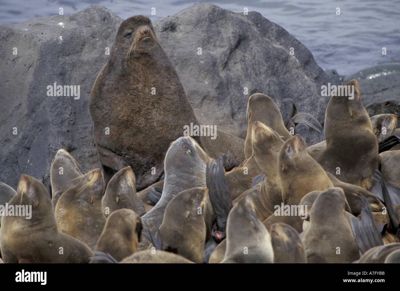 Nord America, STATI UNITI D'AMERICA, Alaska, Isola di San Paolo. Northern foche (Callorhinus ursinus) Foto Stock