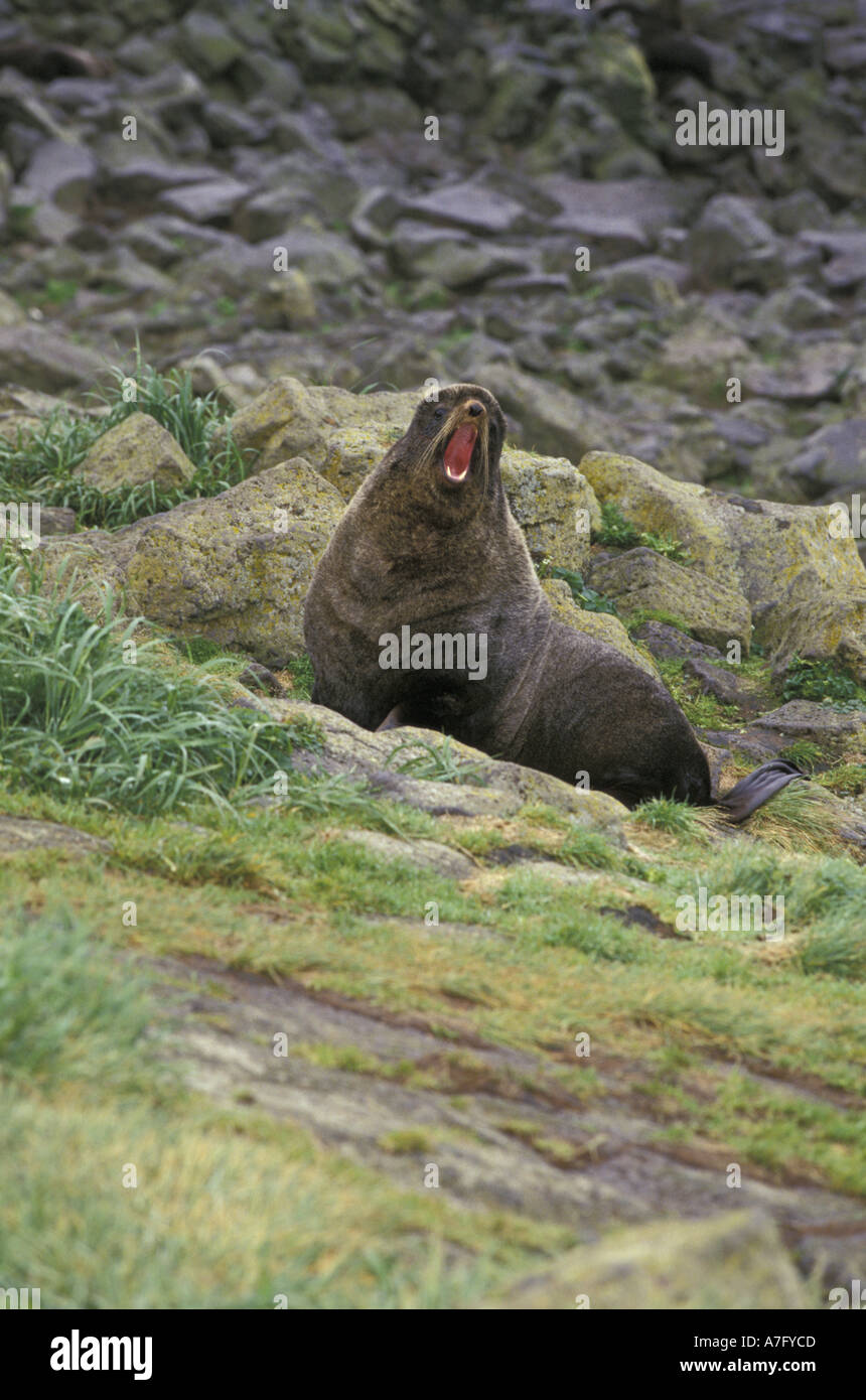 Nord America, STATI UNITI D'AMERICA, Alaska, Isola di San Paolo. Northern pelliccia sigillo (Callorhinus ursinus) Foto Stock