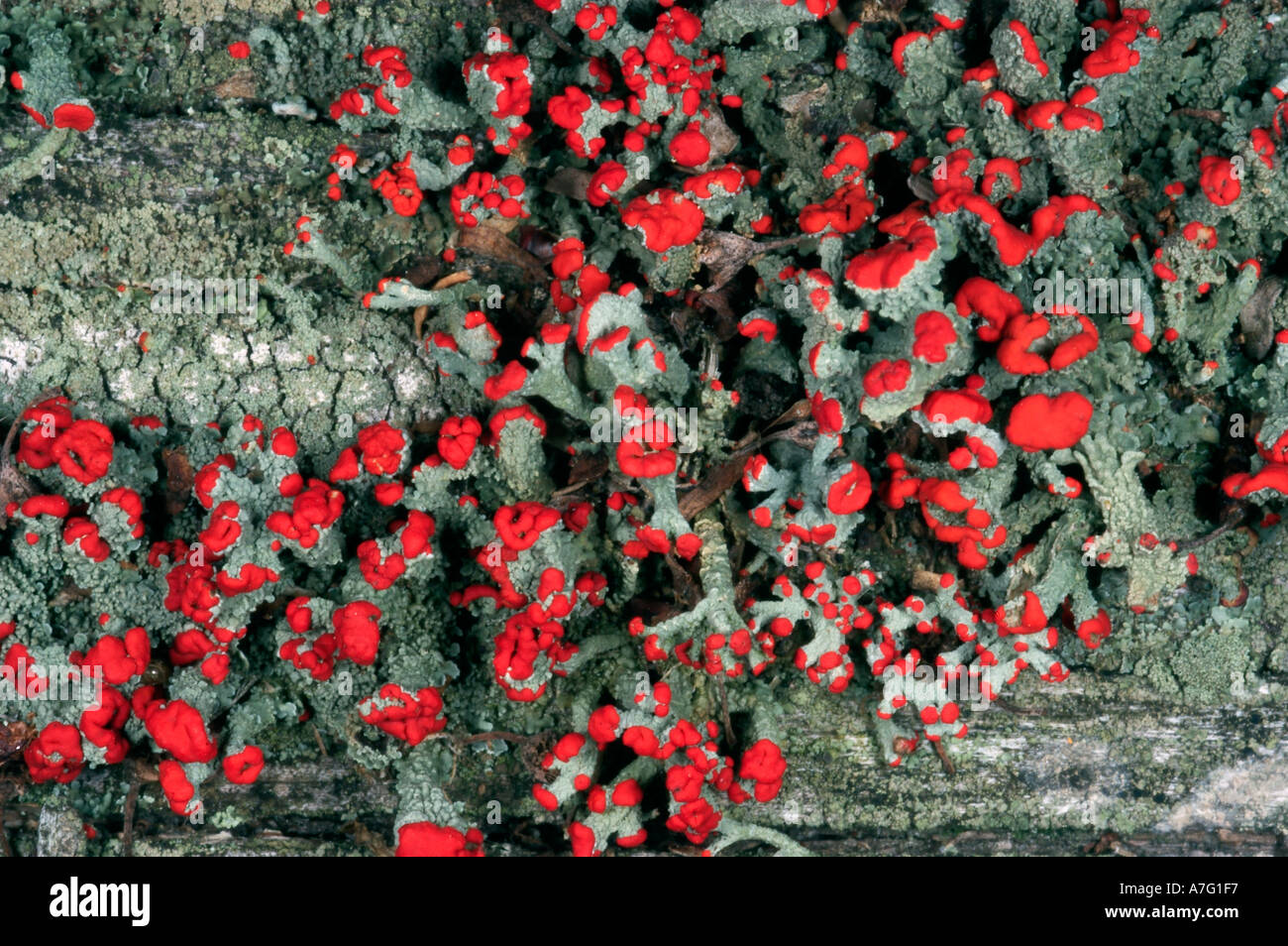 Soldato britannico lichen Cladonia cristatella Foto Stock