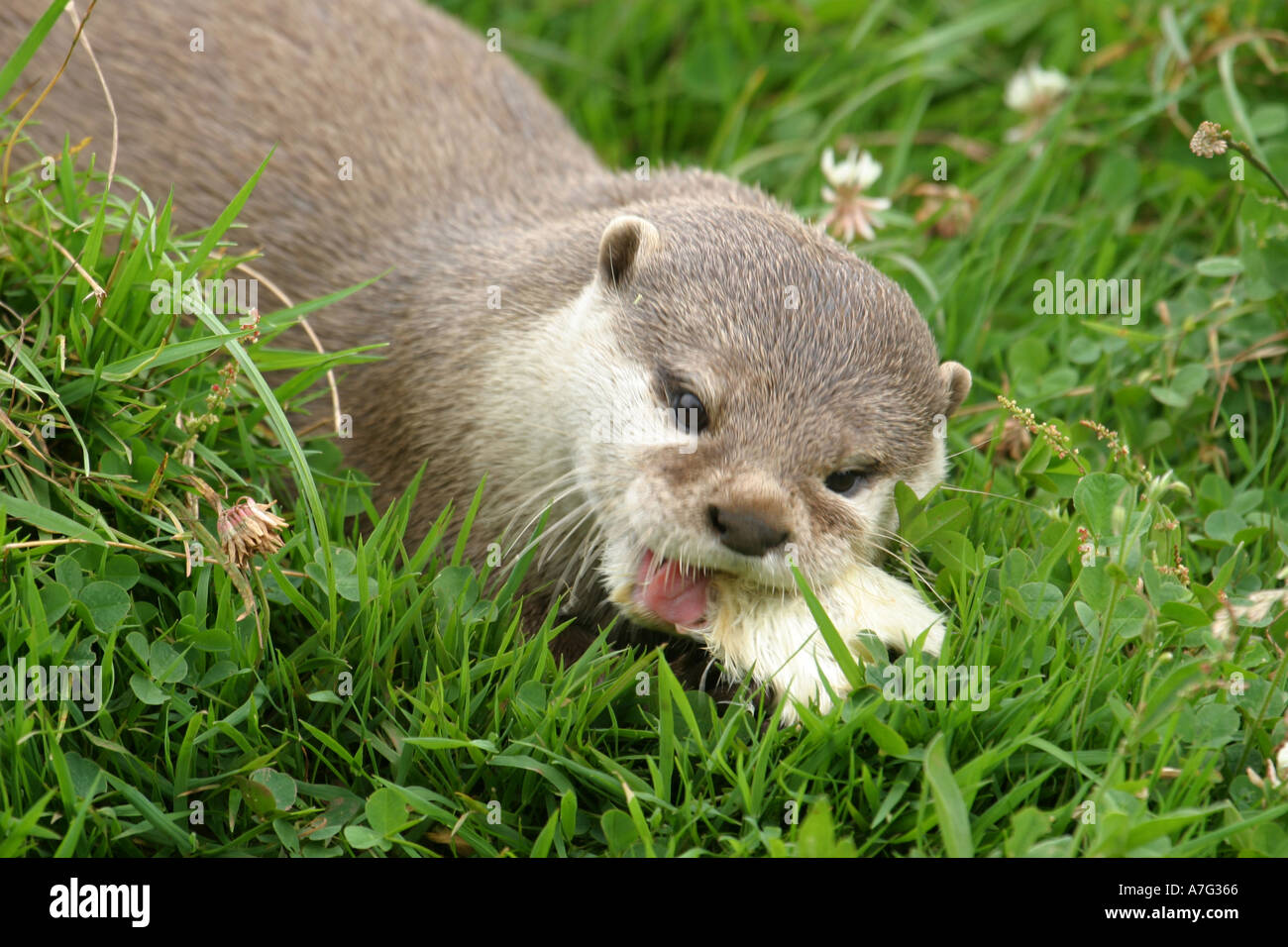 Lontra asiatica di mangiare carne in erba Foto Stock