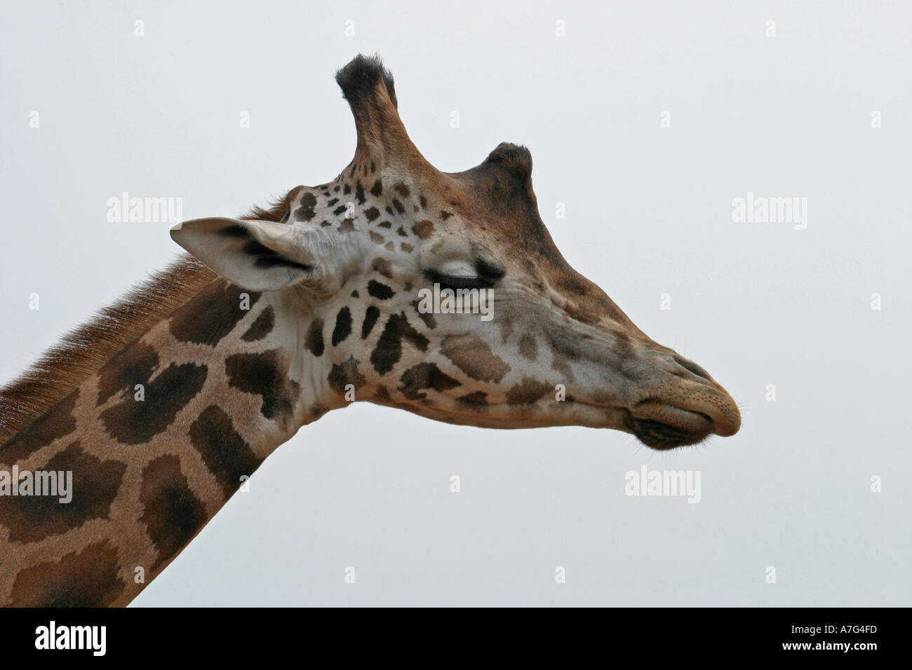 testa della giraffa s Foto Stock