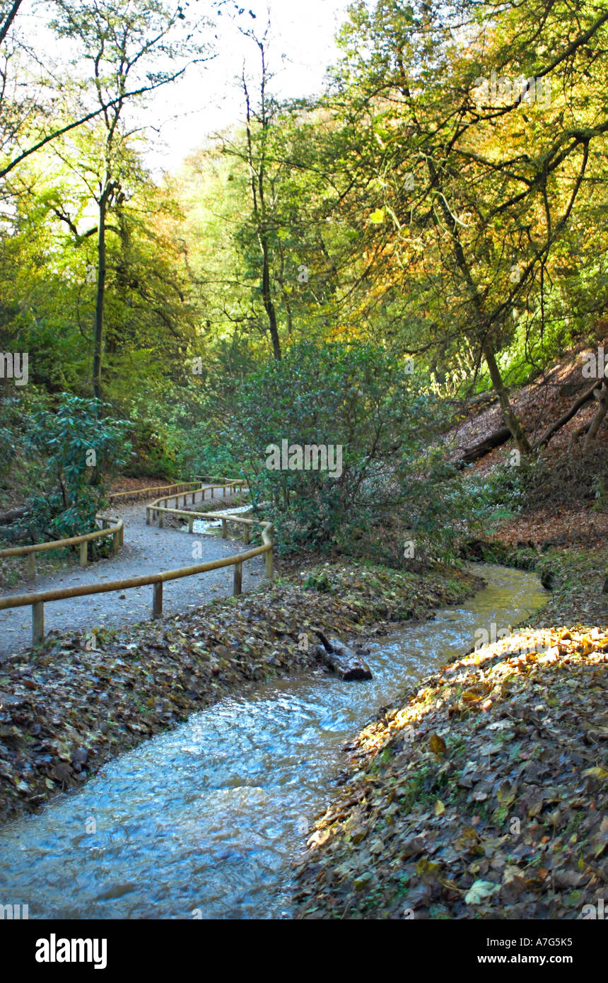 Monkey Forest a Trentham Gardens in Stoke-on-Trent, Staffordshire Foto Stock