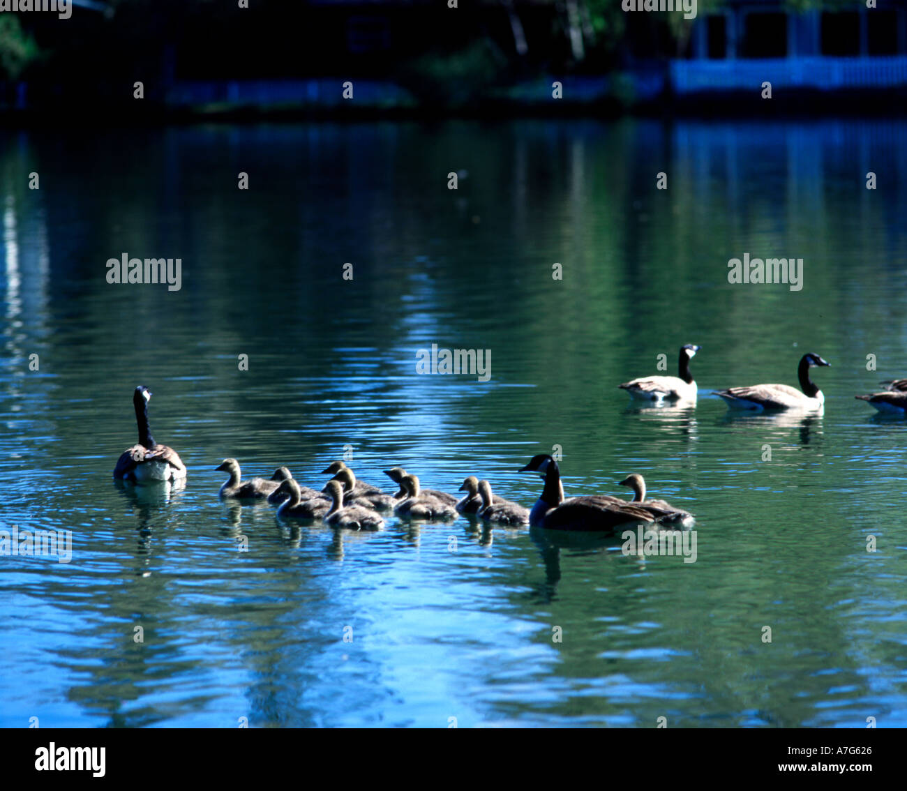 Oche del Canada e recentemente schiuse goslings prendere per le acque per una gita di famiglia al Drake Park di piegare in Oregon Foto Stock