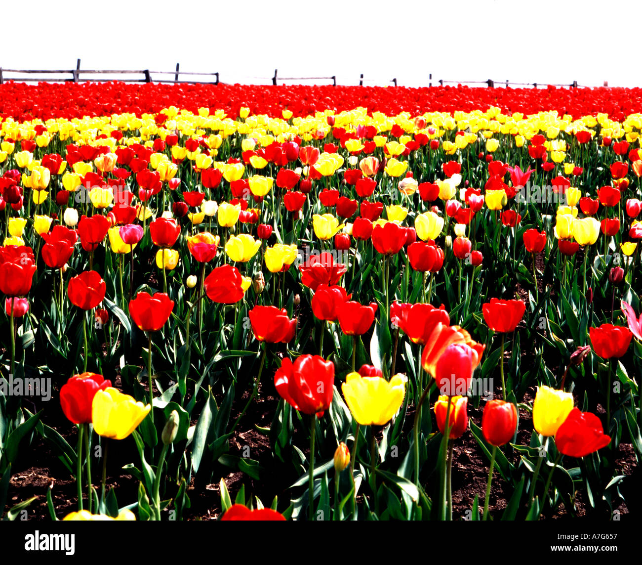 Campi di Tulipani a cassone in legno Tulip Farm in Willamette Valley di Oregon Foto Stock