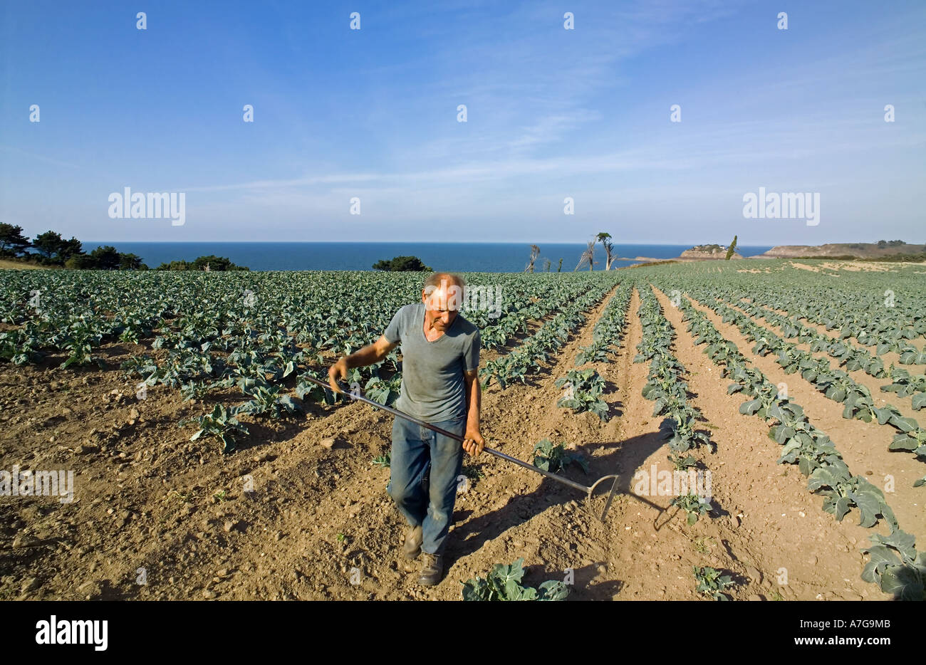 Sarchiatura agricoltore cavolo campo di coltivazione Bretagna Francia Foto Stock