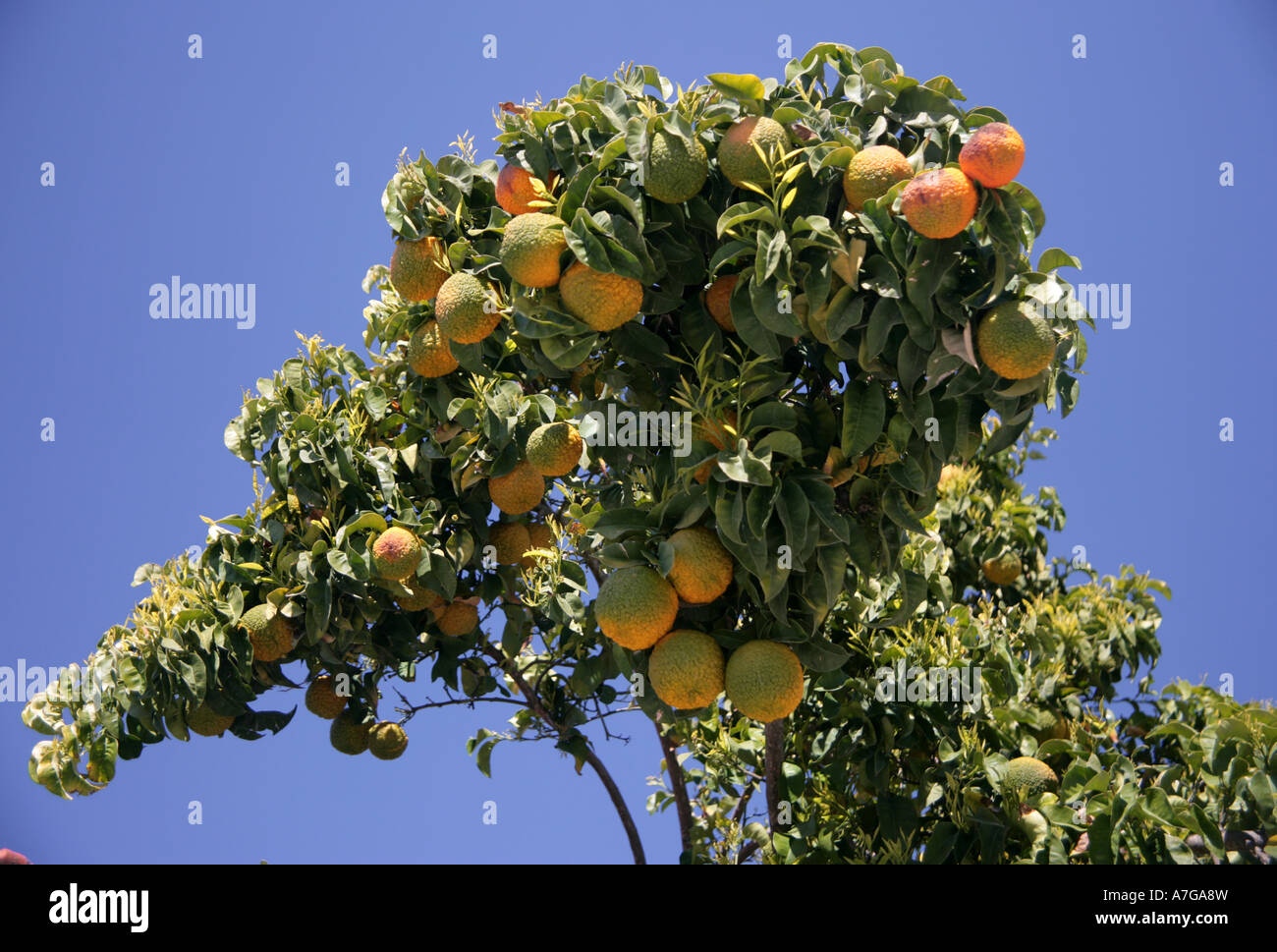 Arance Amare utilizzato per la produzione di marmellate crescente Koilani in un villaggio che produce vino, Monti Troodos Cipro Foto Stock