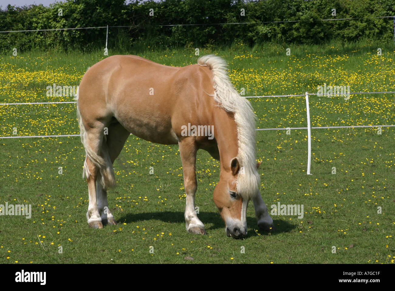 Cavalli di Razza Haflinger pascolo Foto Stock
