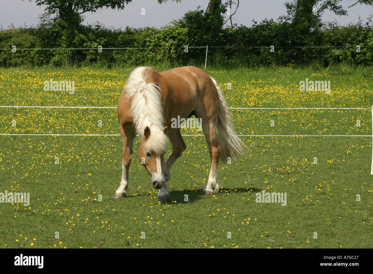 Cavalli di Razza Haflinger sul prato Foto Stock