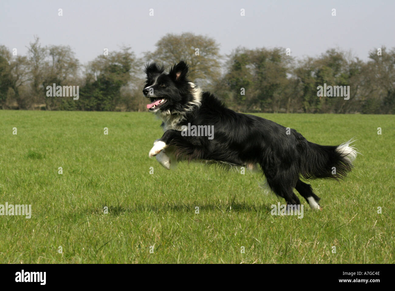 Collie cane saltando Foto Stock