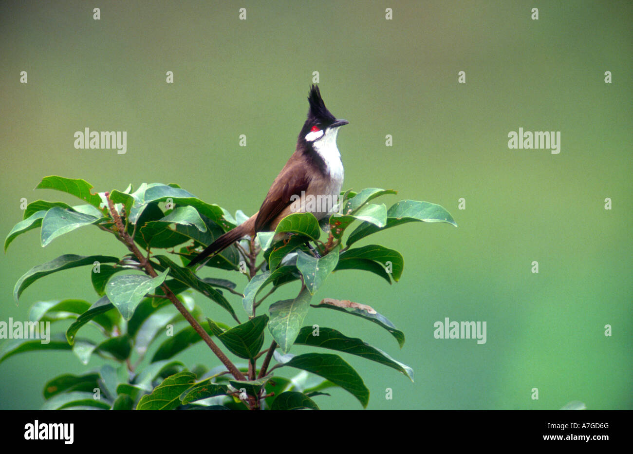 Crested bulbul, Pycnonotus jocosus, visto in Hong Kong. Foto Stock