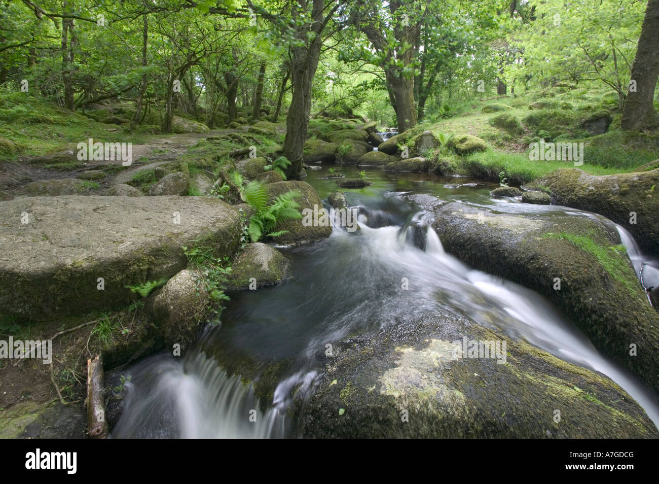 Un fiume di brughiera versa su rocce passando attraverso il bosco di querce nr Haytor Parco Nazionale di Dartmoor Devon Gran Bretagna Foto Stock