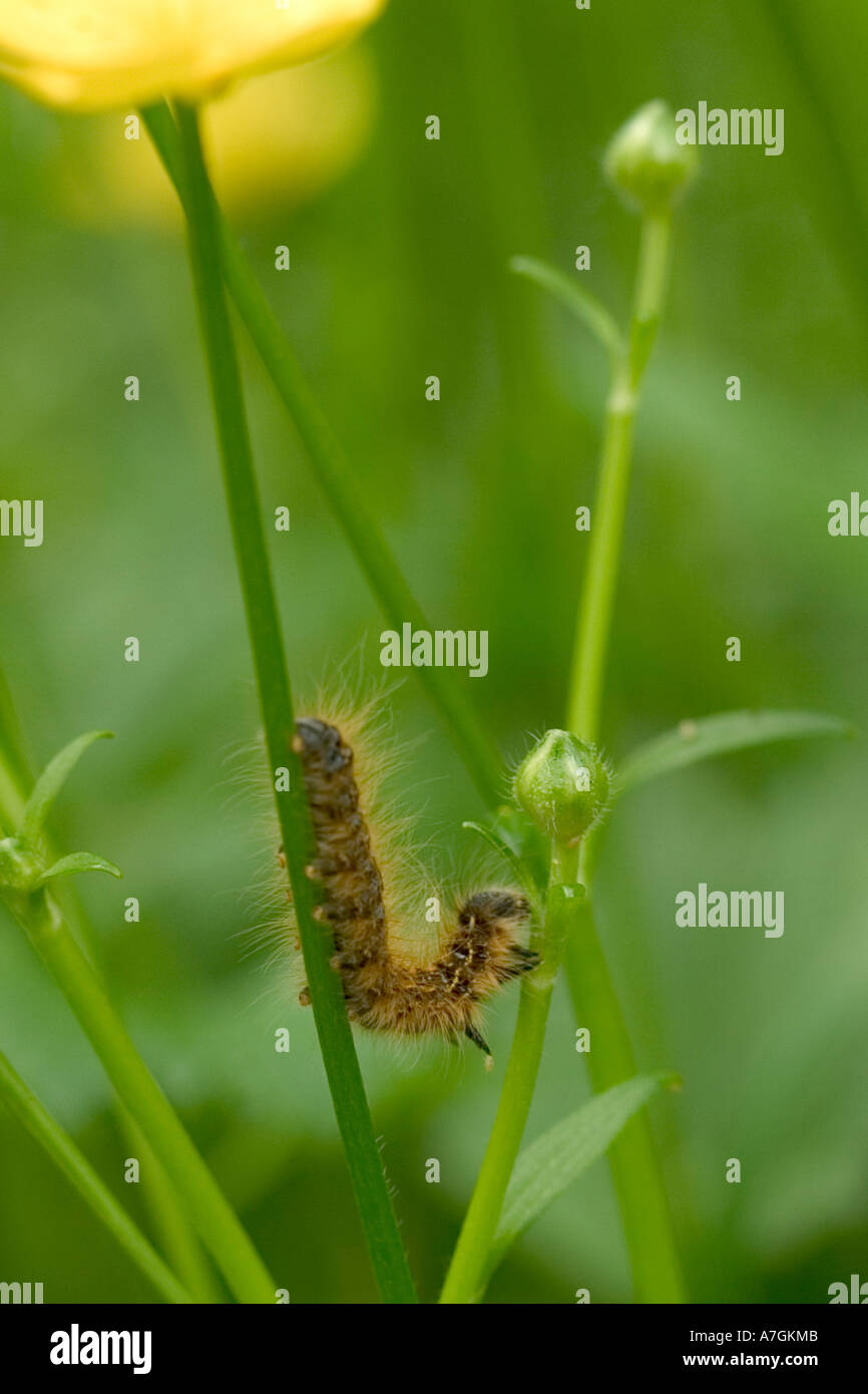 Caterpillar in Buttercup patch; Arboreto di Seattle, Washington Foto Stock