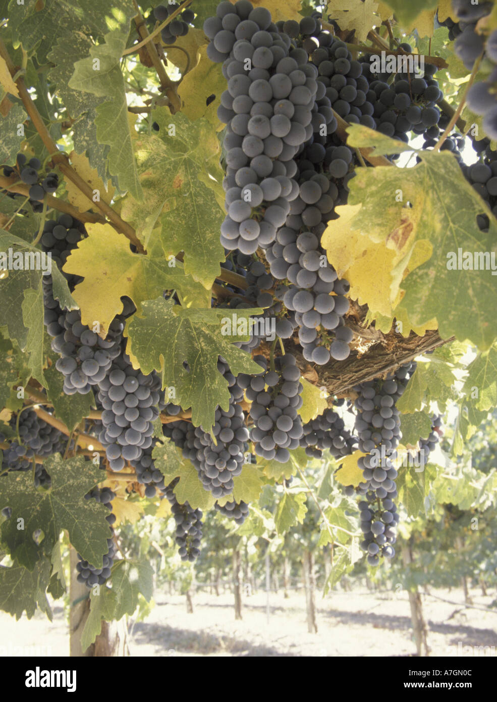 NA, Stati Uniti, California, a nord di San Luis Obispo County. Wild Horse vigneti, cabernet sauvignon uva sulla vite Foto Stock