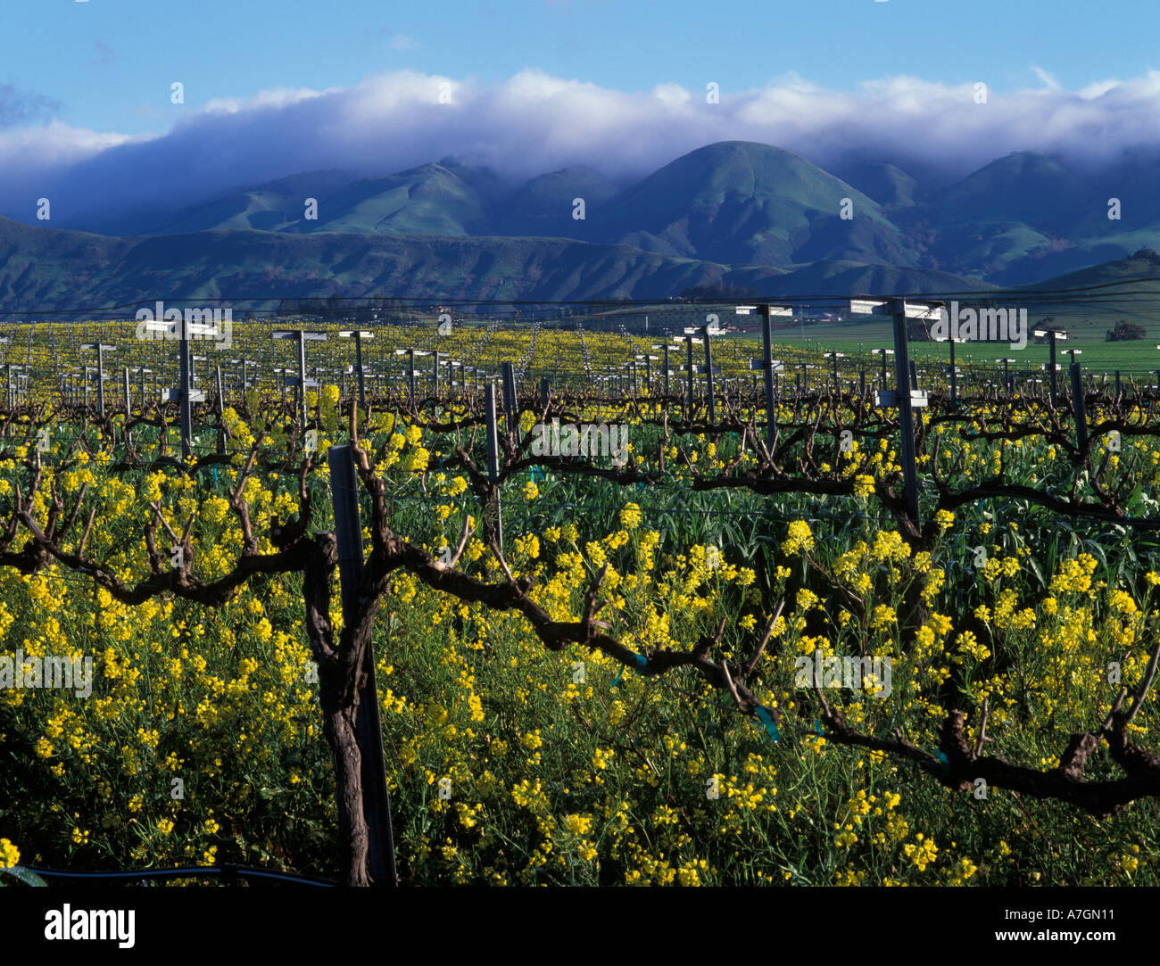 California, San Luis Obispo County, Edna Valley ava. La senape in Bloom, Meridian vigneti, Santa Lucia gamma Foto Stock