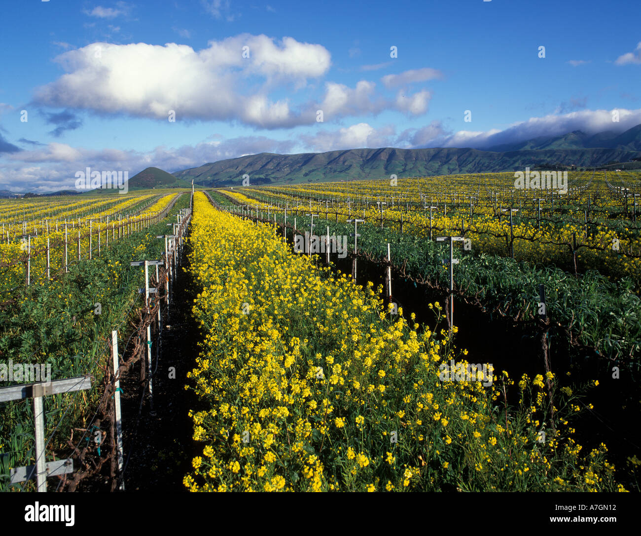 California, San Luis Obispo County, Edna Valley ava Foto Stock