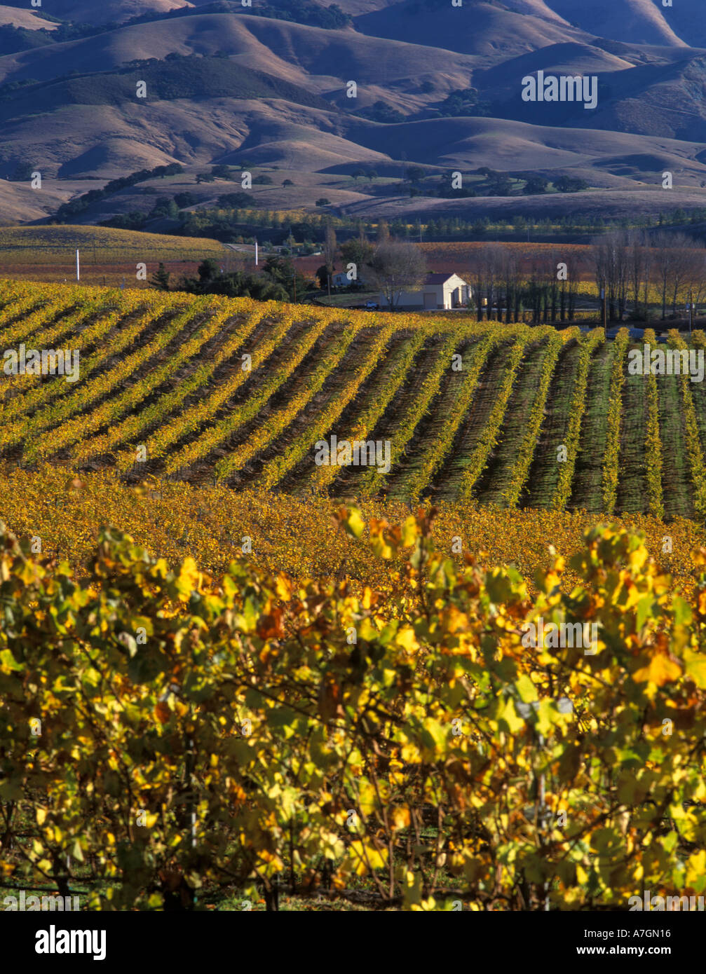 Stati Uniti, California, San Luis Obispo County, Edna Valley Ava. Vigne dorate con Santa Lucia montagne sullo sfondo. Foto Stock