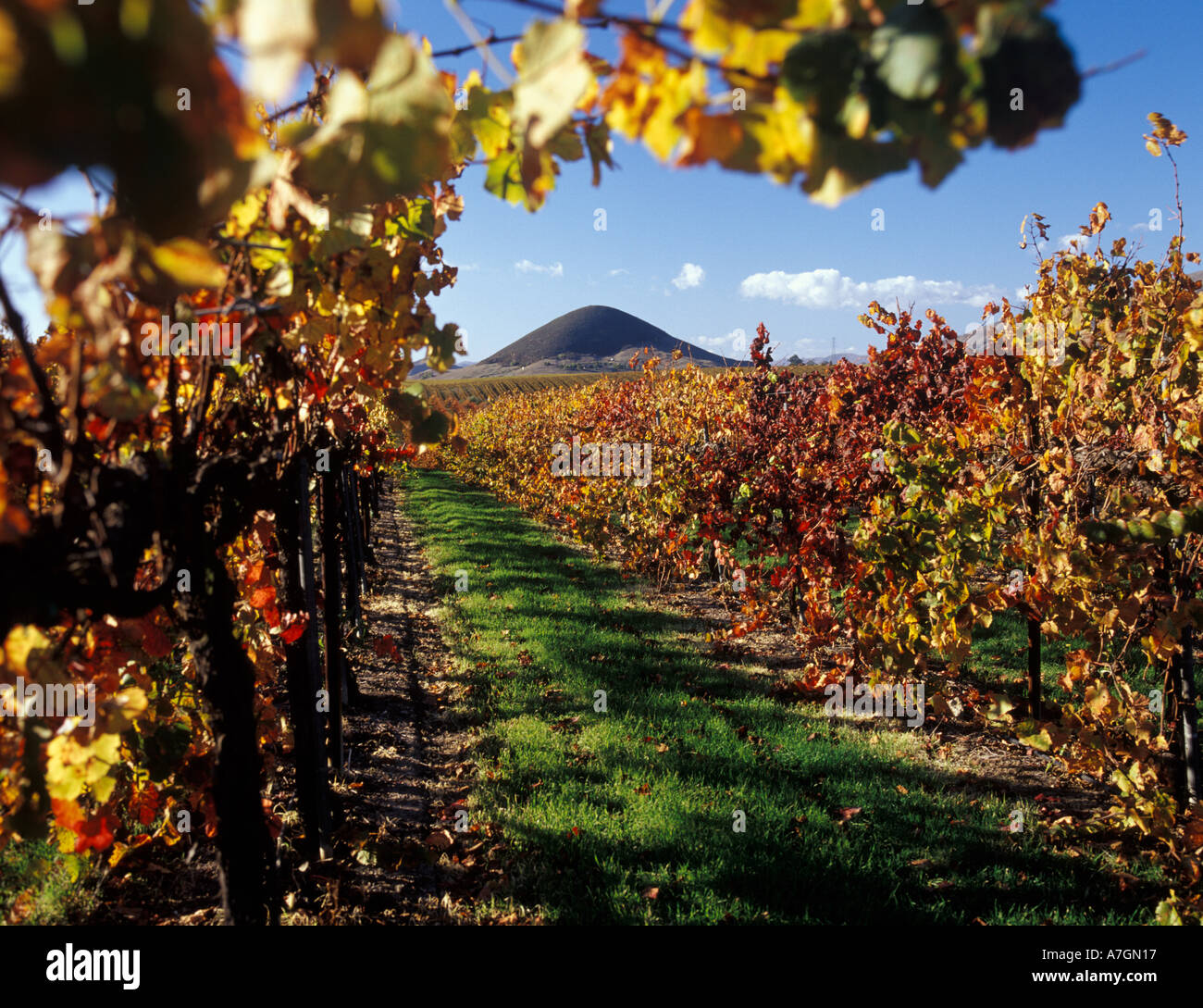 California, San Luis Obispo County, Edna Valley Ava. Merlot vigneto in autunno a colori, Islay Peak Foto Stock