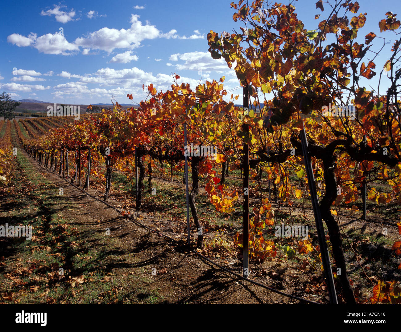 Stati Uniti, California, San Luis Obispo County, Edna Valley Ava. Merlot vigneto in autunno a colori. Foto Stock