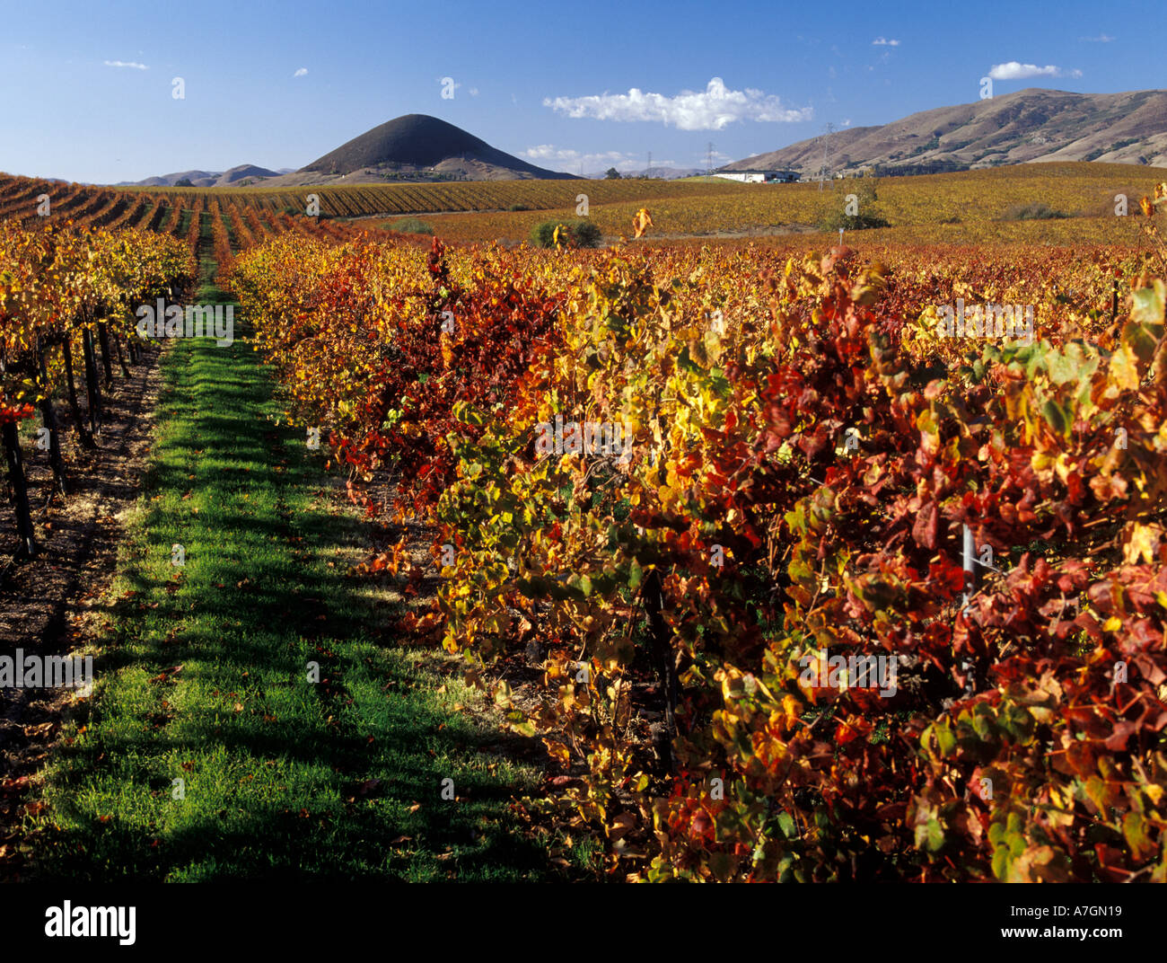 California, San Luis Obispo County, Edna Valley Ava. Merlot vigneto in autunno a colori, Islay Peak Foto Stock