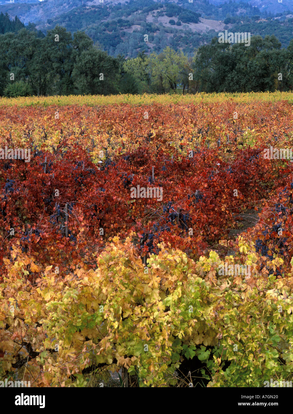 Stati Uniti, California, Napa Valley, Calistoga. Autunno a colori su vecchi vitigni Barbera con maturazione uve, vicino a Sterling vigneti. Foto Stock