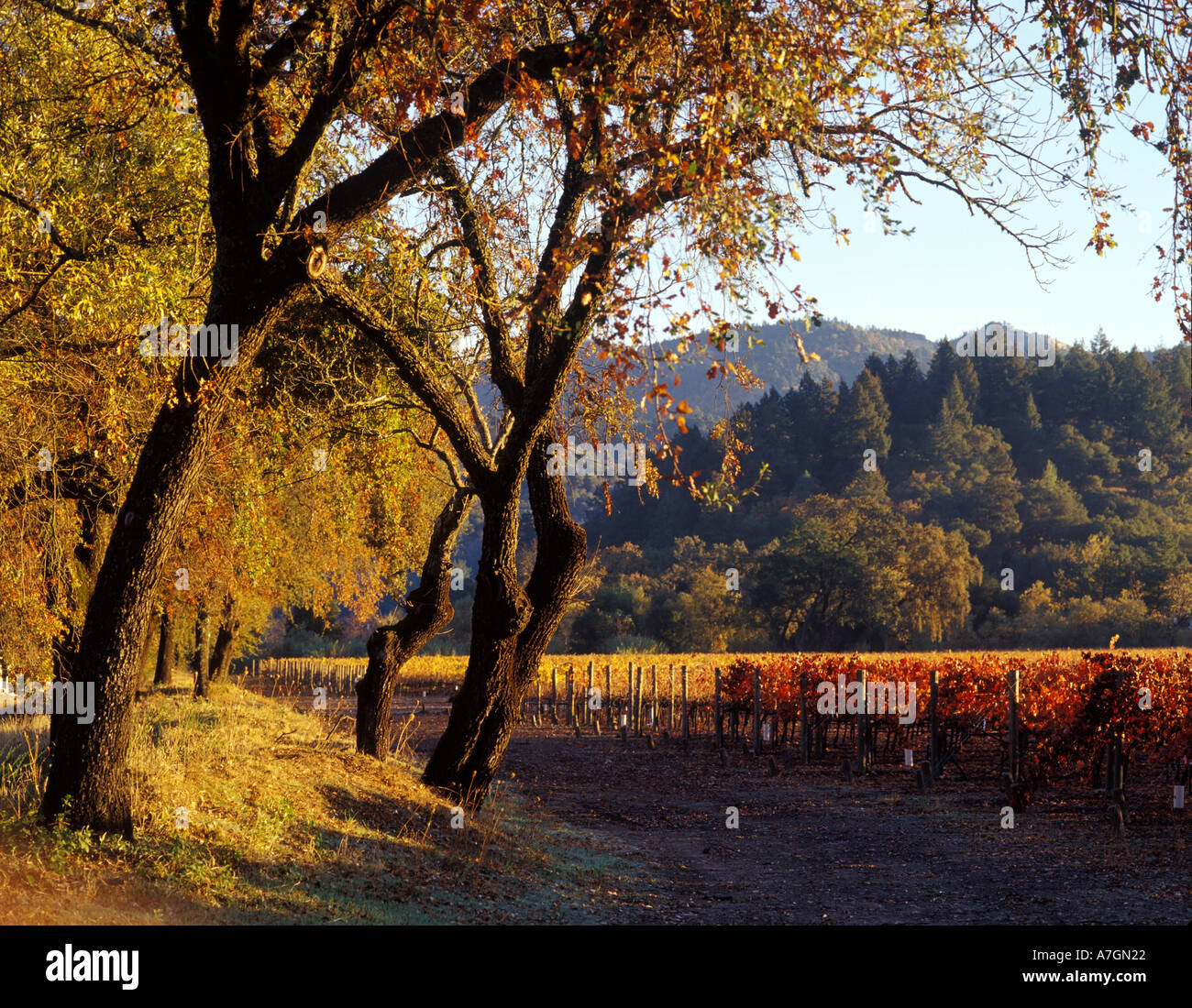 Stati Uniti, California, Napa Valley, Calistoga. Sole di mattina sfiora il piano della valle e le sue querce e vigneti. Foto Stock