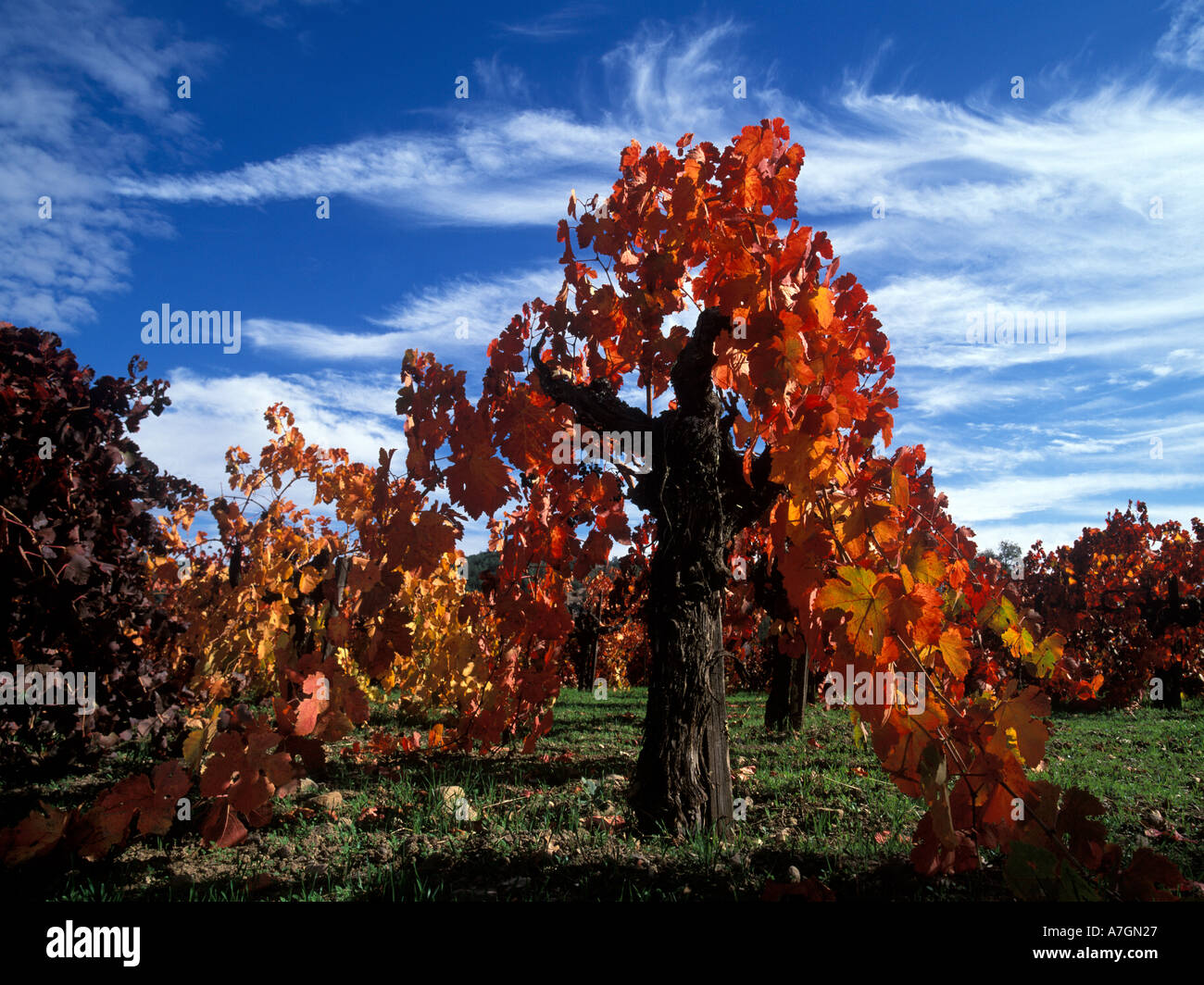 California, Napa Valley, Calistoga. Lungo il sentiero Silverado, Zinfandel vigneti girare rosso fuoco in autunno Foto Stock