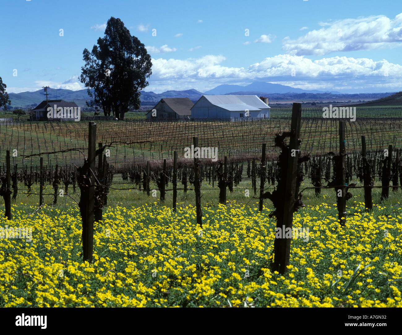 Stati Uniti, California, Napa Valley, Los Carneros ava.San Clair vigneti in primavera, crescendo Pinot Noir per la cantina di acacia. Foto Stock