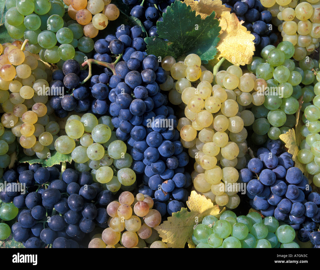 Stati Uniti, California, Edna Valley Ava, San Luis Obispo. Syrah, Cabernet Sauvignon, Merlot e Chardonnay. Foto Stock