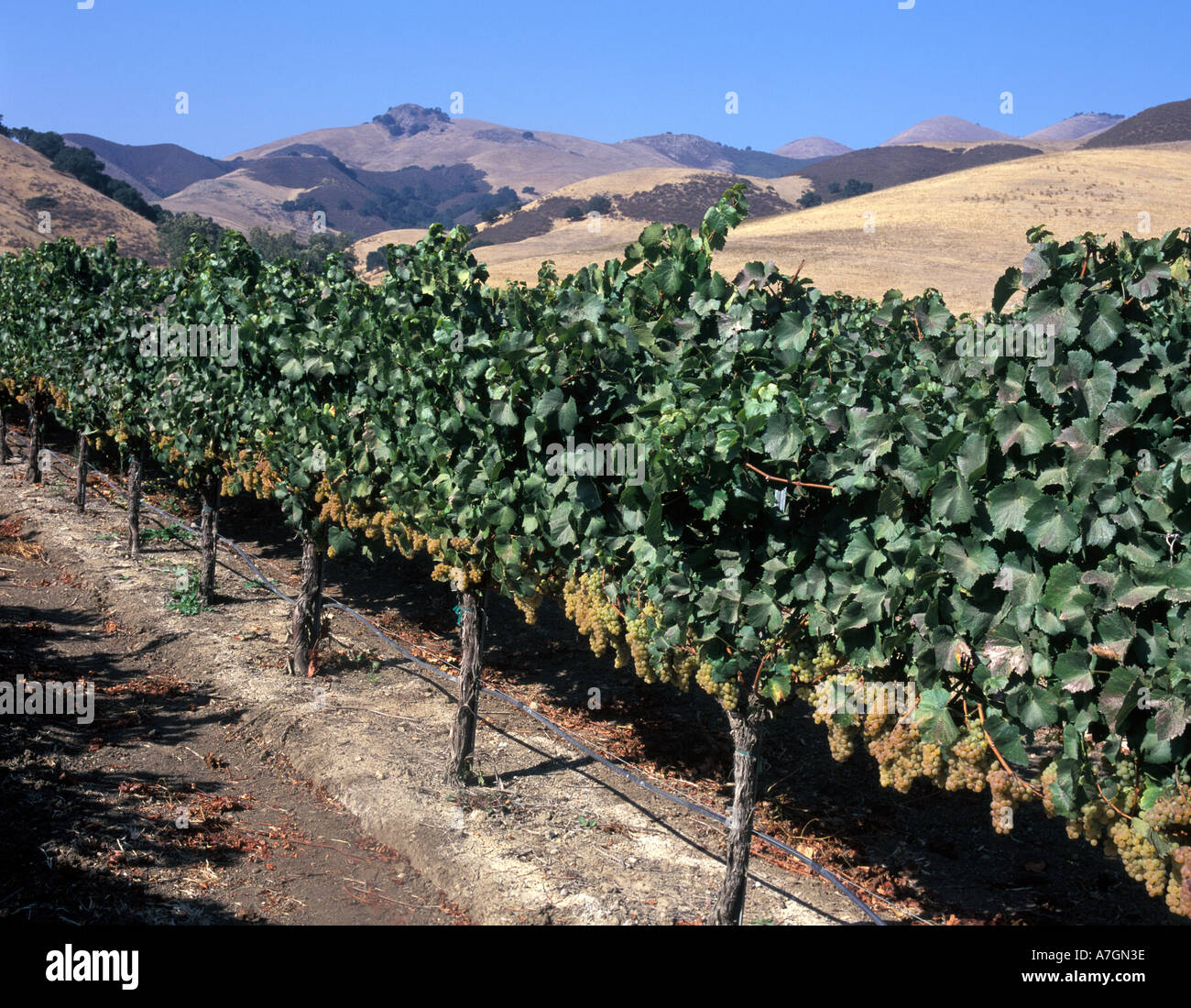 Stati Uniti, California, Arroyo Grande Ava, San Luis Obispo. Talley vigneto dello Chardonnay della frontiera la Santa Lucia Mtns. Foto Stock