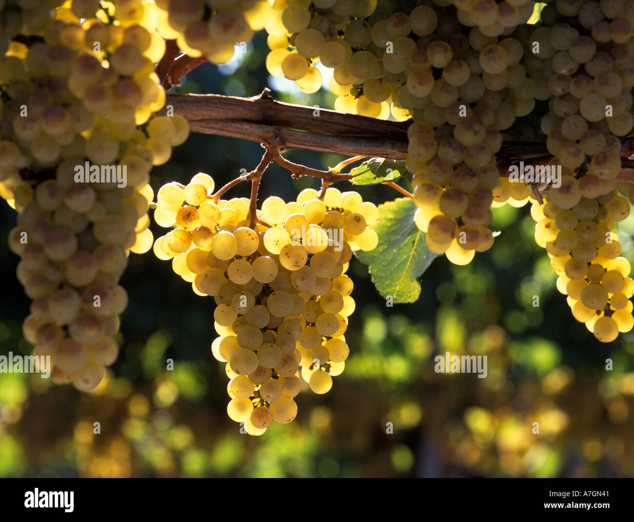 Stati Uniti, California, Arroyo Grande Ava, San Luis Obispo. Talley vigneto di Chardonnay il giorno del raccolto. Foto Stock