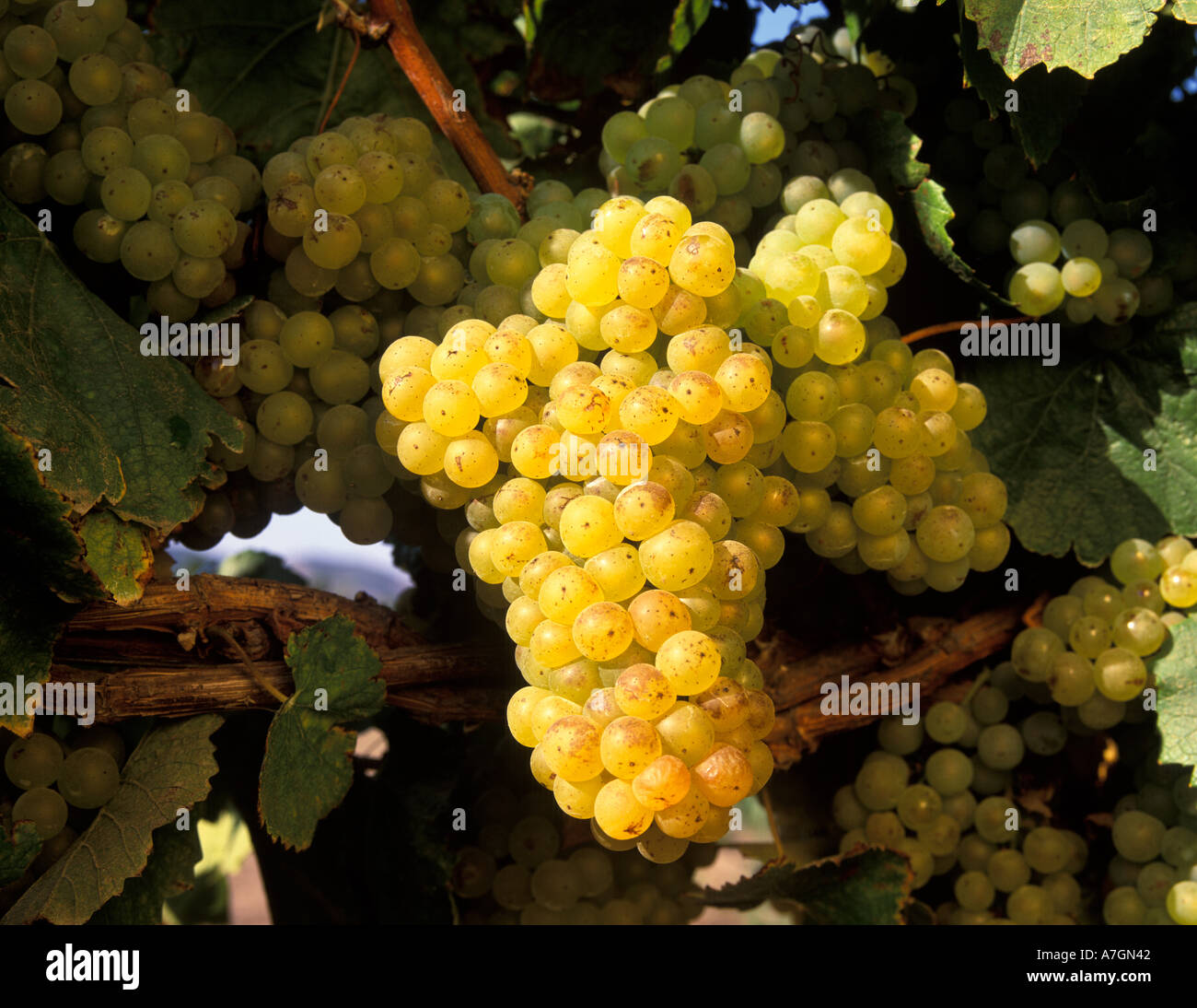 Stati Uniti, California, Arroyo Grande Ava, San Luis Obispo. Talley vigneto di Chardonnay il giorno del raccolto. Foto Stock